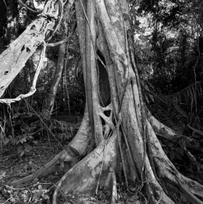 Flora - Ilha de Marajó