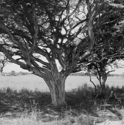 Flora no Sítio Burle Marx