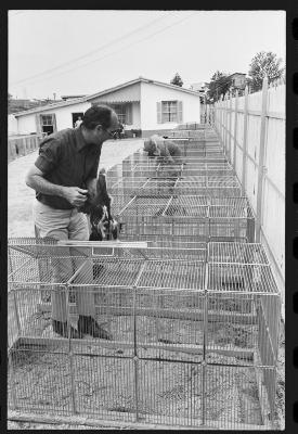 Galos usados para briga de galos