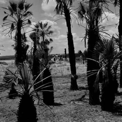 Vegetação às margens do Rio São Francisco