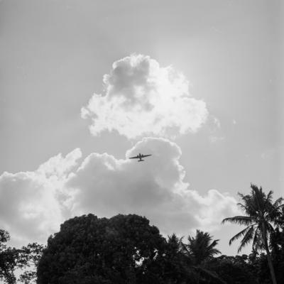 Santarém, pássaro voando