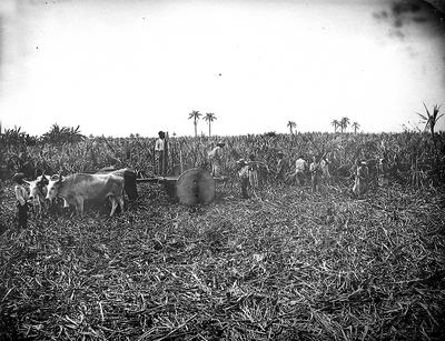 Homens e mulheres, possivelmente escravizados, durante a colheita da cana de açúcar utilizando um carro de bois