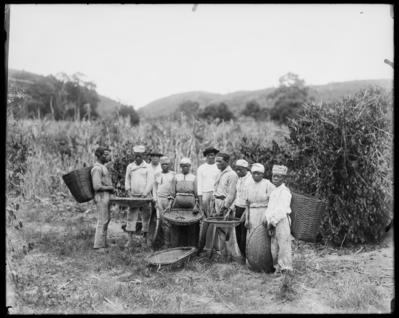 Grupo de pessoas, possivelmente escravizadas, na colheita de café em fazenda não identificada