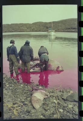 Viagem com a bióloga Livia Monami para registrar a caça da baleia branca