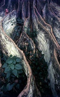 Mulher entre as raízes de uma árvore