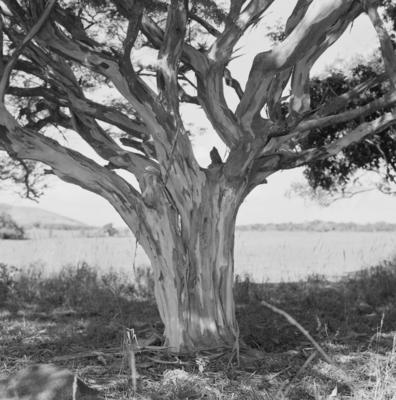 Flora no Sítio Burle Marx