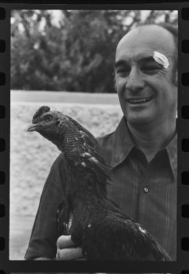 Galos usados para briga de galos