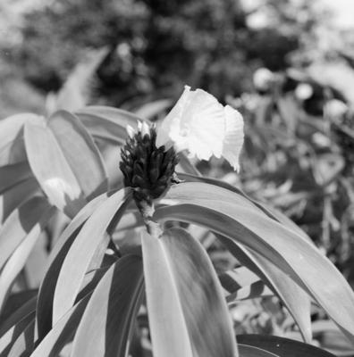 Flora no Sítio Burle Marx