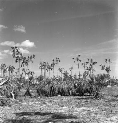 Extração e produção da Carnaúba