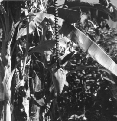 Flora no Sitio Burle Marx