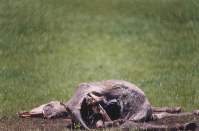 Animal em decomposição