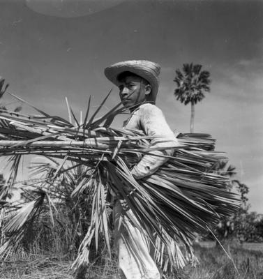 Extração e produção da Carnaúba