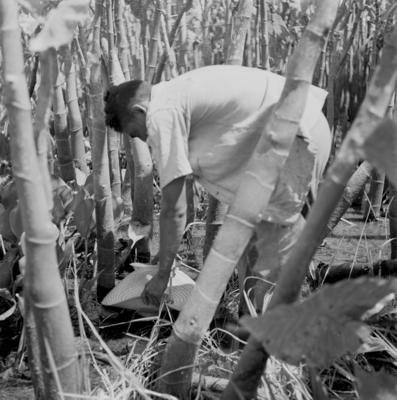 Caça de jacarés na Ilha Mexiana