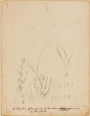 Tab. XIII A. Stenoptera biflora Barb. Rodr. B. Maxillaria Euterpecola Barb. Rodr. C. Pleurothallis