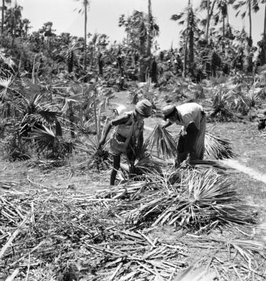 Extração e produção da Carnaúba