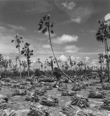 Extração e produção da Carnaúba