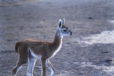 Aventuras de Igor na Antártida