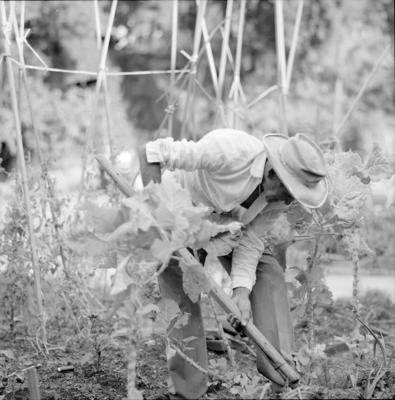 Idoso não identificado, trabalhando na horta do asilo São Vicente de Paulo