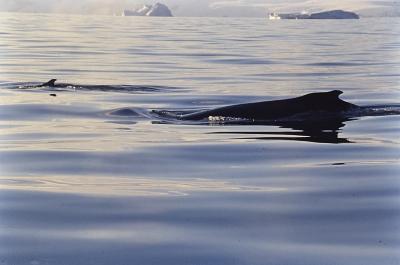 Aventuras de Igor na Antártida