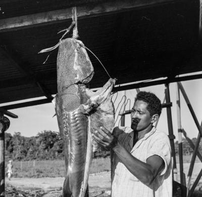 Ilha de Marajó, peixe