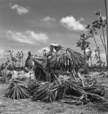 Extração e produção da Carnaúba