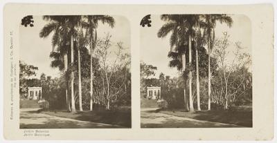 Jardim Botânico, Palmeiras Imperiais