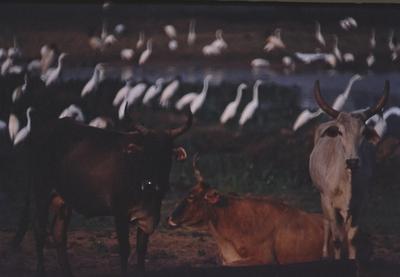Gado e aves ao fundo