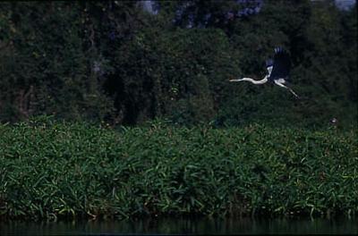 Série Xingu - Aspectos da natureza