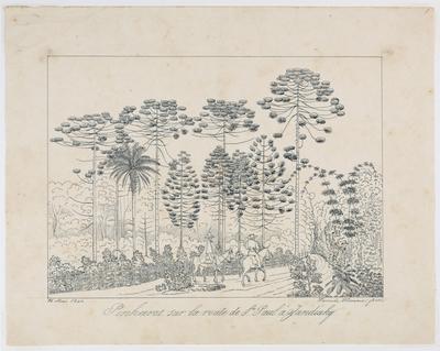 Pinheiros sur la route de St. Paul à Jundiahy