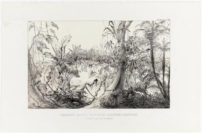 (Parasitos caducos, ruína das grandes árvores, na Província do Rio de Janeiro)