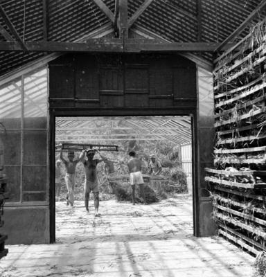 Extração e produção da Carnaúba