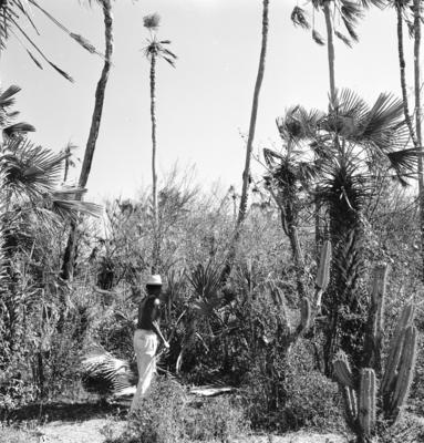 Extração e produção da Carnaúba