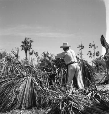 Extração e produção da Carnaúba