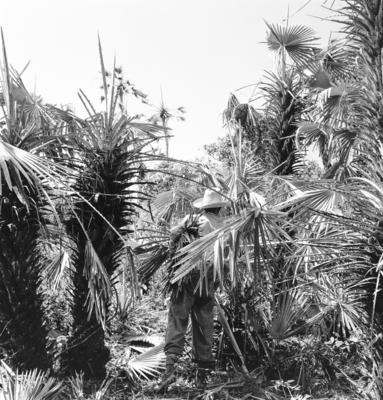 Extração e produção da Carnaúba