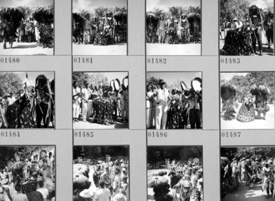 Bumba meu boi, festa popular