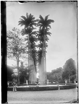 Alameda das Palmeiras Imperiais