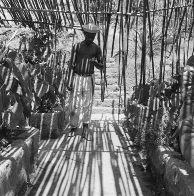 Funcionário do Sítio Burle Marx