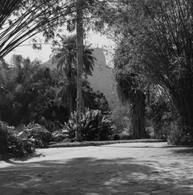 Flora do Jardim Botânico do Rio de Janeiro