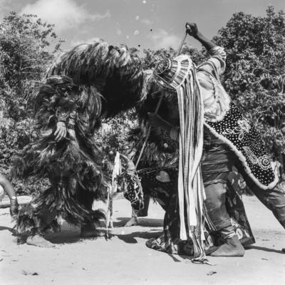 Bumba meu boi, festa popular