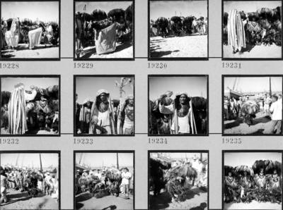 Bumba meu boi, festa popular