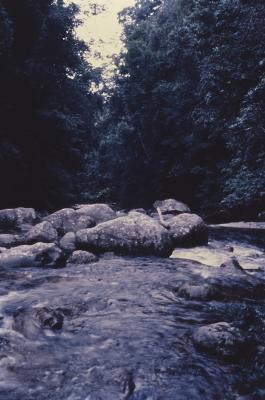 Expedição Pico da Neblina