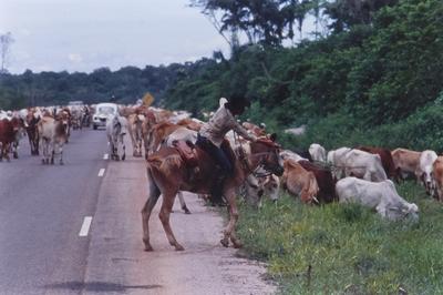 Boiadeiro conduz gado