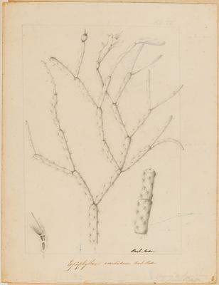 Epiphyllum candidum Barb. Rodr.