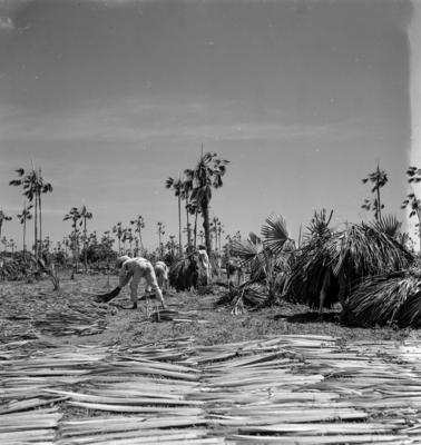 Extração e produção da Carnaúba