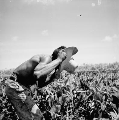 Caça de jacarés na Ilha Mexiana