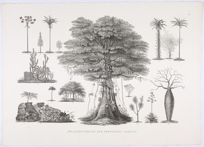 (II. Formas de plantas da América Tropical)