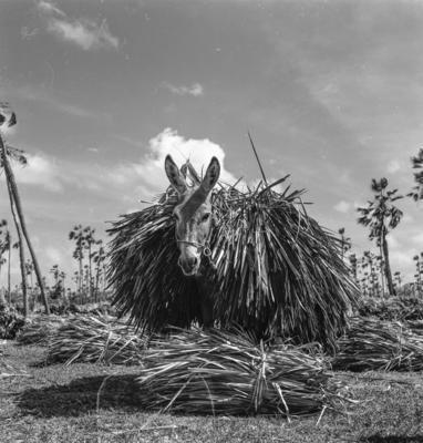 Extração e produção da Carnaúba, jumento