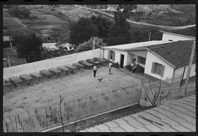 Galos usados para briga de galos