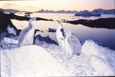 Aventuras de Igor na Antártida