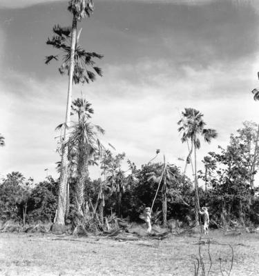 Extração e produção da Carnaúba